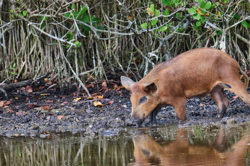Fototapeta premium Wild boar looking for food in a marsh. 