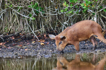Fototapeta premium Wild boar looking for food in a marsh. 
