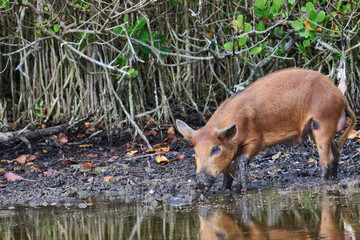 Wild boar looking for food in a marsh. 