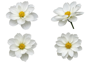 Photo of four delicate white cosmos flowers with yellow centers are displayed isolated on transparent background