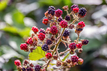 blackberries on a bush