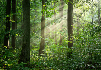 Beautiful sunny morning in green forest