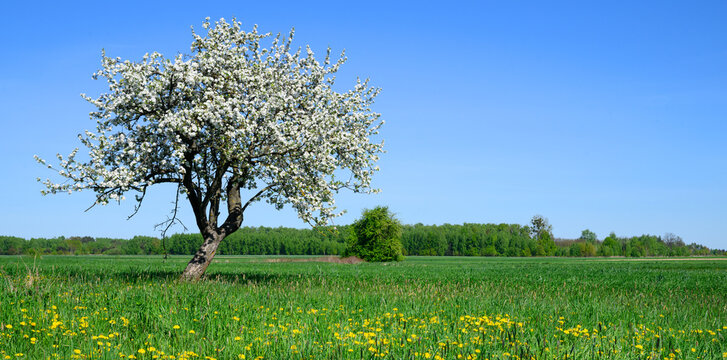 Lonely spring apple tree on the meadow
