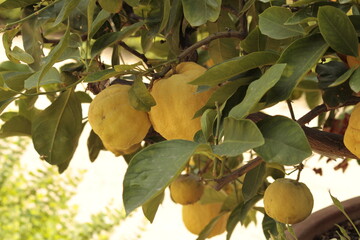 Mediterranean Lemons