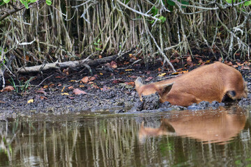 Wild boar looking for food in a marsh. 