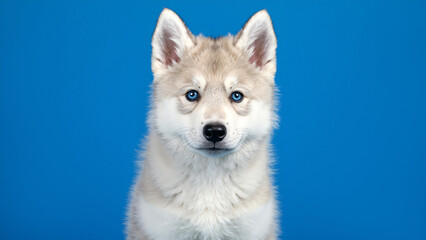 Fototapeta premium Portrait of a cute husky puppy with blue eyes. Fluffy siberian husky dog looking at the camera on a blue background. Studio shot.