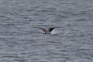 Naklejka premium Osprey Skims Water Surface After Fishing Strike