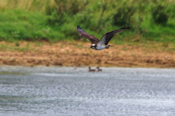 Osprey in Flight Over Water with Green Background