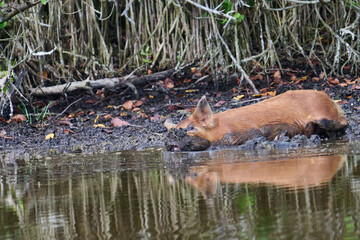 Wild Boar looking for food in a marsh. 