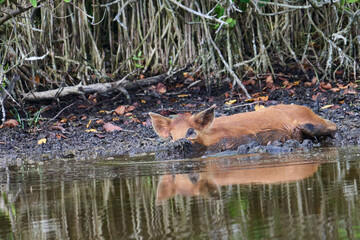 Wild Boar looking for food in a marsh. 