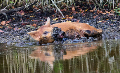 Wild Boar looking for food in a marsh. 