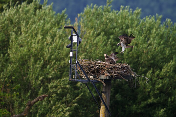 Adult Osprey Landing on Nest with Two Fledglings