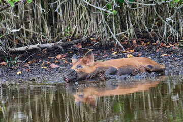 Wild Boar looking for food in a marsh. 