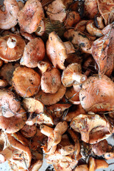 Fresh Saffron Milk Cap Mushrooms – Wild Forest Harvest