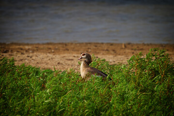 Egyptian Goose Standing Alert in Green Vegetation