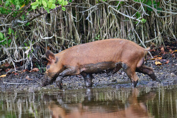 Wild Boar looking for food in a marsh. 