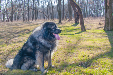 Caucasian Shepherd Dog in spring: a large dog sitting on the grass in the forest.