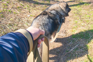 Close-up of a hand with a long leash while walking a dog.