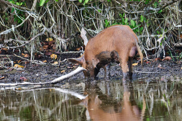Wild Boar looking for food in a marsh. 