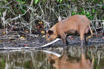 Wild Boar looking for food in a marsh. 