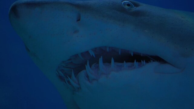 shark glides smoothly through the water in aquarium tank, surrounded by various marine species. . High quality 4k footage