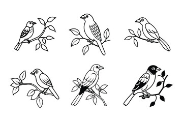 set of barbet bird line art vector