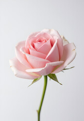 Flower rose