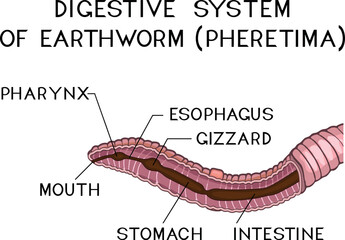 Scheme of digestive system of earthworm (Pheretima) for biology lessons