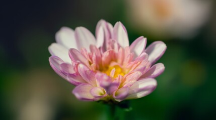 Obraz premium A beautiful pink lotus flower with a yellow center blooms gracefully on a lily pad in a peaceful pond