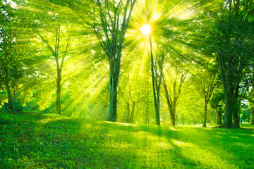 Fototapeta premium 緑の森 木漏れ日