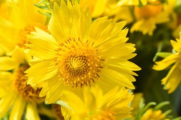 Adey Ababa is a common name for the flower Bidens macroptera in Ethiopia, and it blooms around September and October, coinciding with the Ethiopian New Year. 