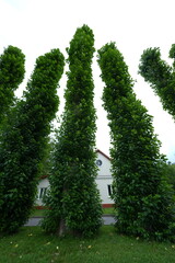 Vertical photo of tall leafy trees growing in front of a private suburban house with a red roof. Lush greenery and overcast sky create a peaceful and natural landscape