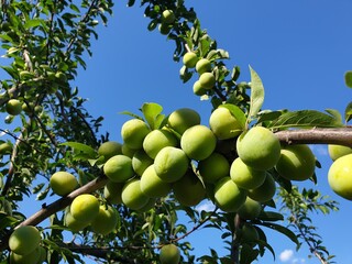 Branch with green cherry tree against a blue sky background