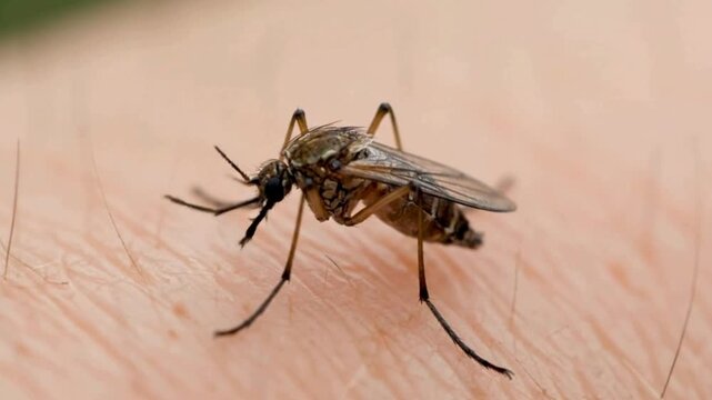 Mosquito Close-Up: Feeding on Human Skin, Disease Vector, Insect Bite, Macro View