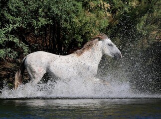 Wild Stallion in the River 