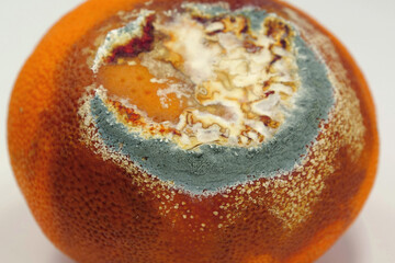 Overripe and rotten mandarin. Rotten tangerine covered with mold