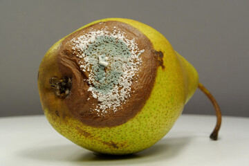 Rotting fruits. Over ripe and rotten pear, covered with mold and fungus