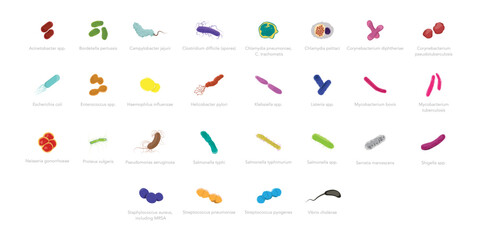 Medical vector illustration set of pathogens. Colorful icons of infectious microorganisms for science and healthcare. Germs, bacteria graphics with labels. E coli, salmonella, MRSA, bordetella.