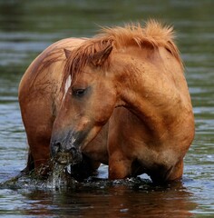 Wild Horse in the Salt River