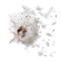 Delicate flower seedhead, scattered filaments