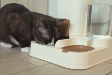 A Curious Cat is Investigating its Automatic Feeder with great interest and excitement