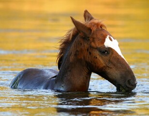 Wild Colt in the River at Dawn