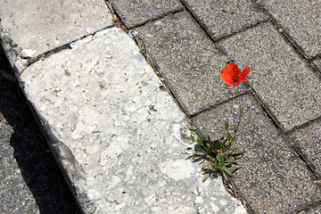 Single red poppy blooms through a crack in the concrete sidewalk. Nature shows resilience as urban...