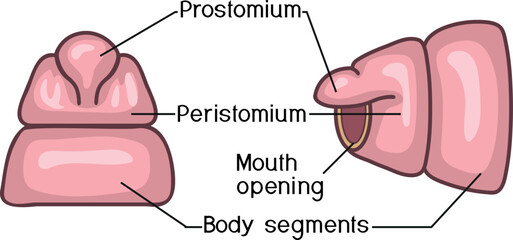 Structure of head (with prostomium and peristomium) of earthworm for biology lessons