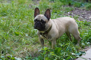 French Bulldog attentively stands on green grass in a garden setting showing a focused expression....