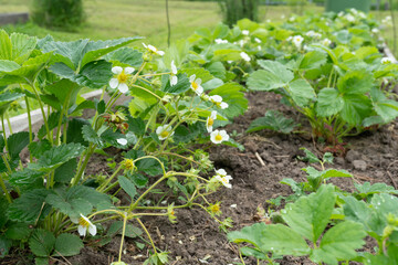 Thriving strawberry plants with blossoms in a lush garden setting