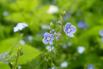 Close-up of blue wildflowers in a vibrant green meadow