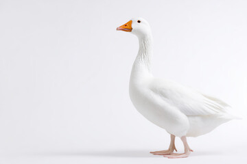White goose standing gracefully on a light background showcasing its elegant features and posture