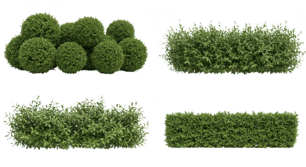 Photo of a set of four green hedges and bushes isolated on transparent background, perfect for architectural visualization
