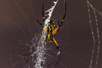 Yellow Garden Spider (Argiope aurantia) spinning silk thread in a dynamic close-up showing web-building behavior.